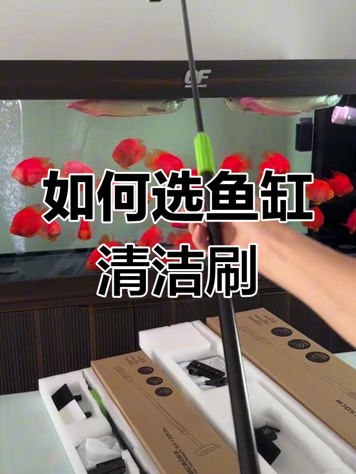 鱼缸清洁刷选购指南:如何选择最适合的刷子