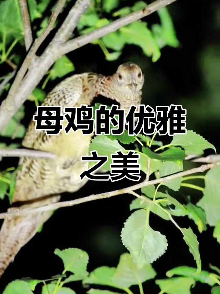 母鸡在树上展翅,美丽如少妇,拍动翅膀时令人陶醉