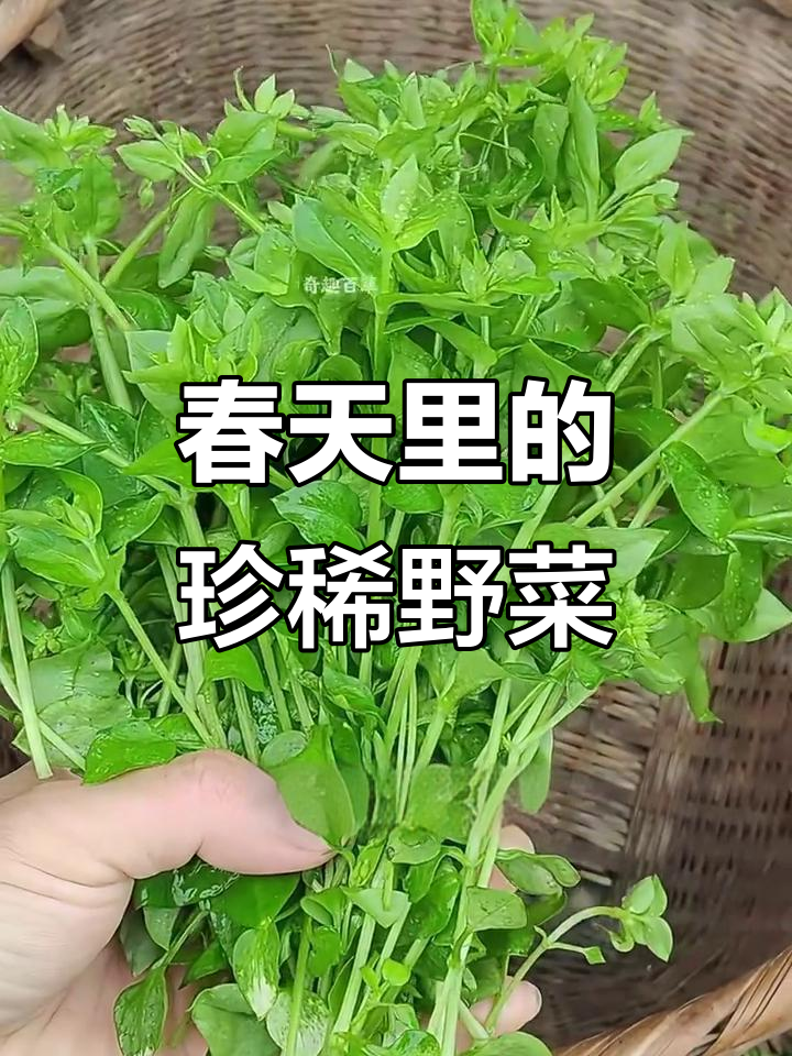 鹅肠菜:春天的美味野菜,竟有如此传奇!