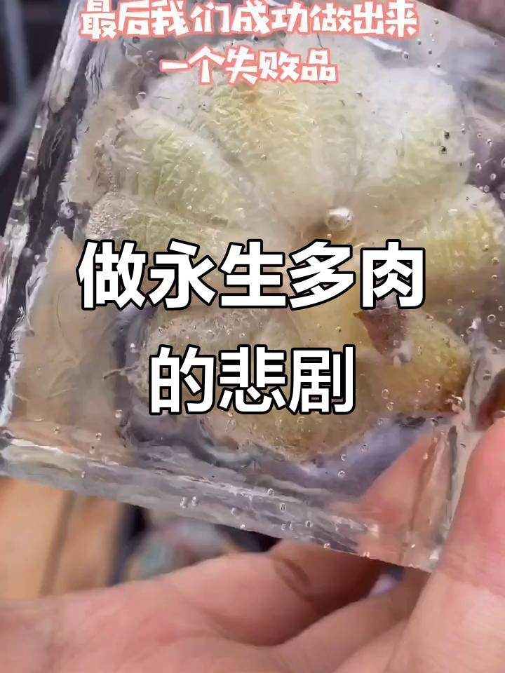 永生多肉实验失败,草莓冰变丑了!