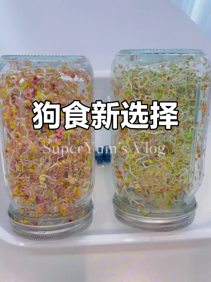 狗狗的超级食物:水培芽苗菜,营养满满