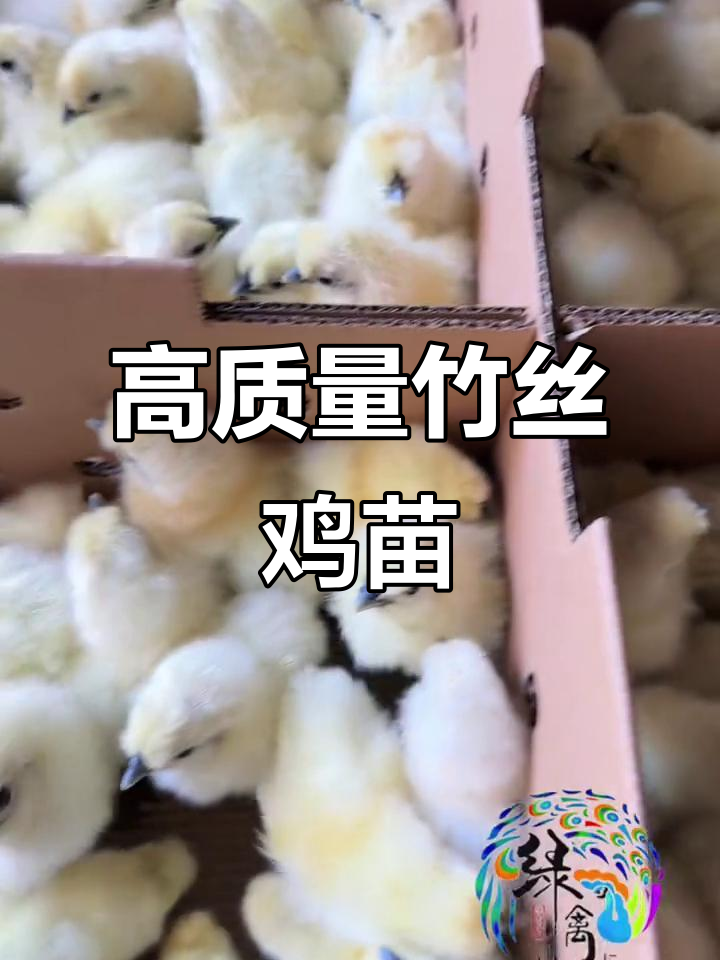 竹丝鸡苗，品质优良，适合全国各地养殖