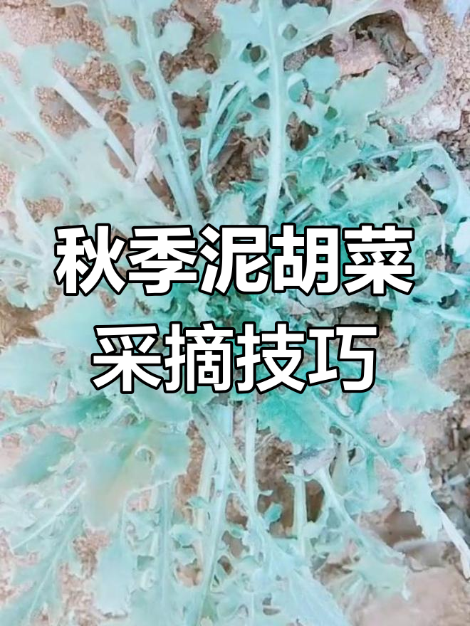 秋天泥胡菜鲜嫩美味,焯水去涩更佳