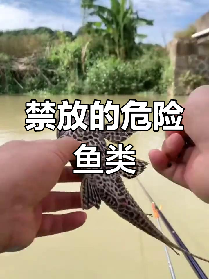 这些鱼千万不能放生,否则罚款高达五万