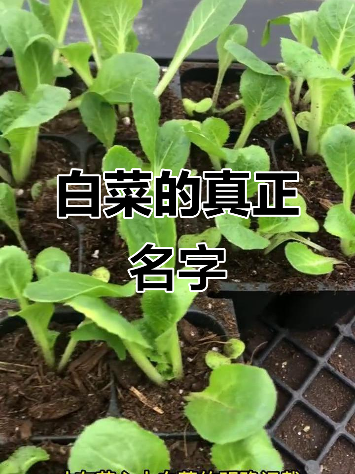 白菜原来不叫“白菜”,竟有这么多历史!
