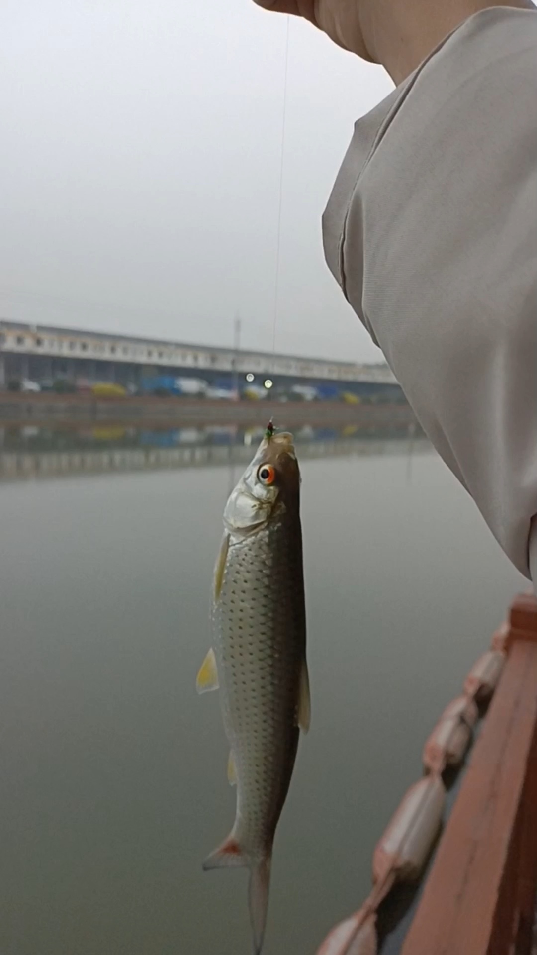 红眼鱼怎么钓