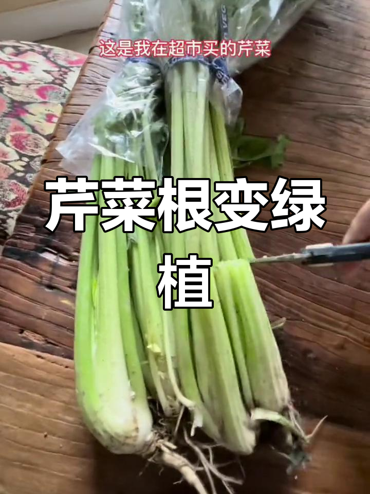 超市芹菜根种成新菜园