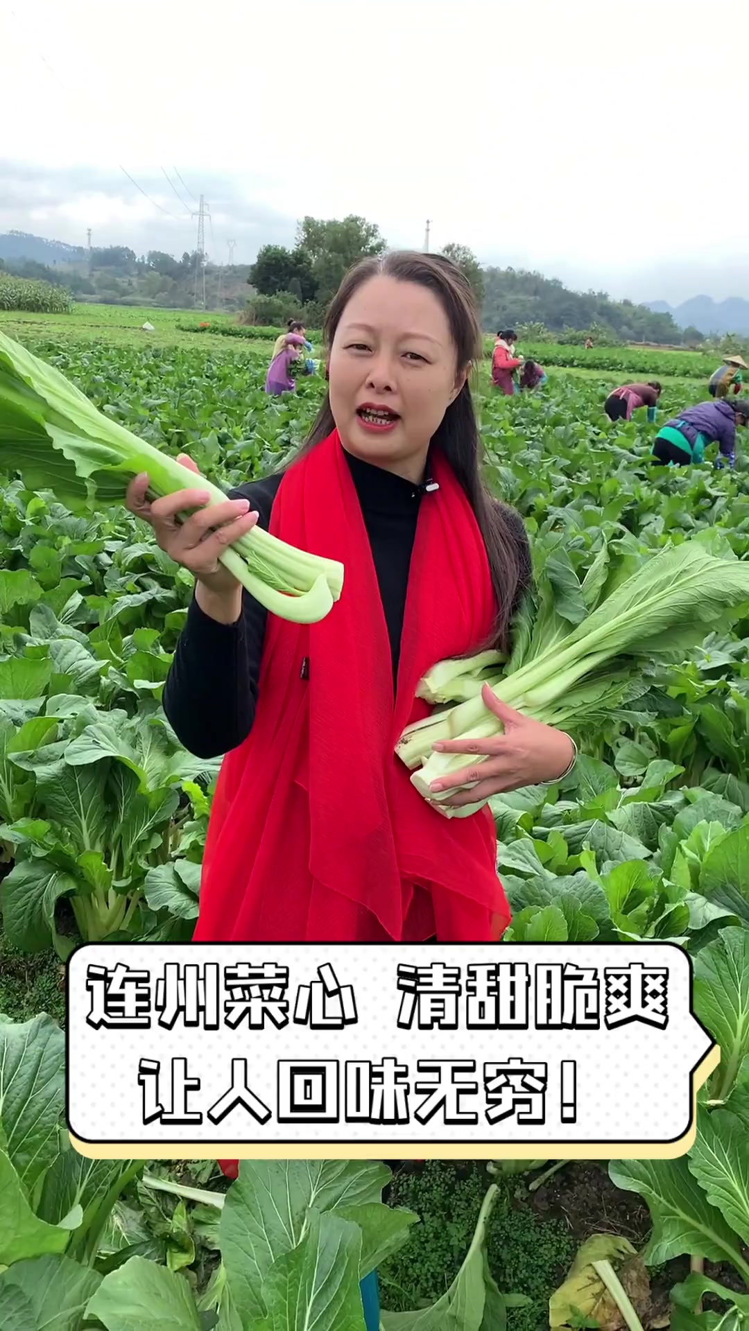 连州菜心,清甜脆爽,让人回味无穷!