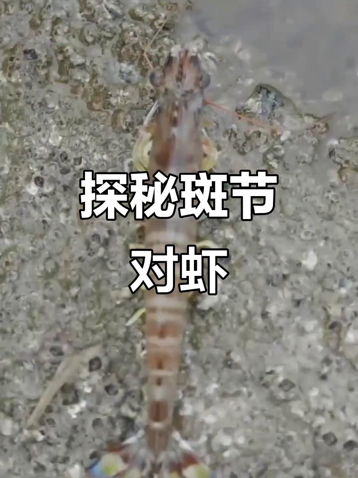 斑节对虾:海洋生物的瑰宝,了解这种美味大虾