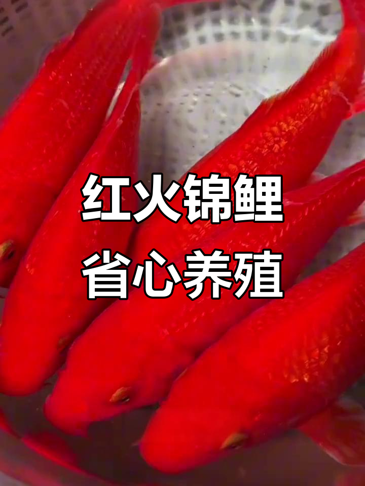 锦鲤中的天花板,喜庆又好养!冷水鱼轻松搞定