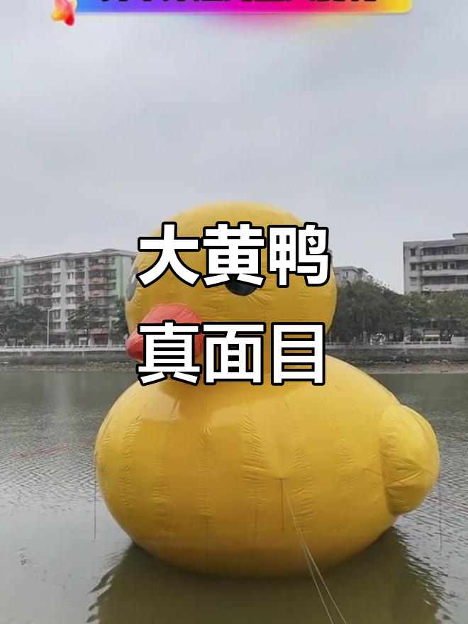 开平水上大黄鸭,长得有点急!网红打卡地真相大揭秘