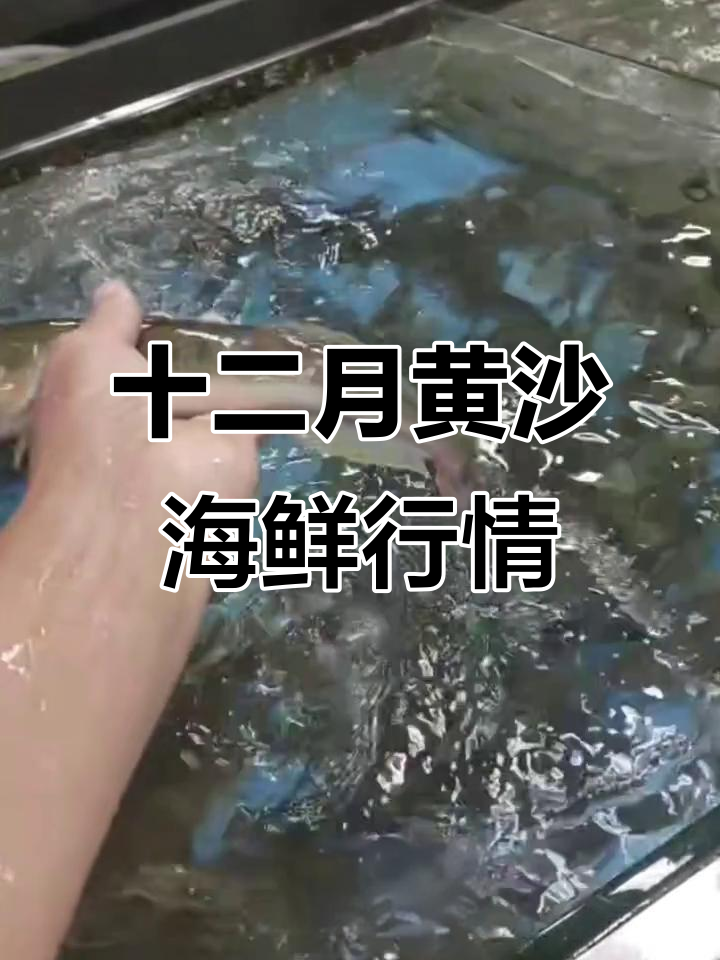 黄沙海鲜市场大揭秘:进口响螺、红瓜子斑鱼等超值美味