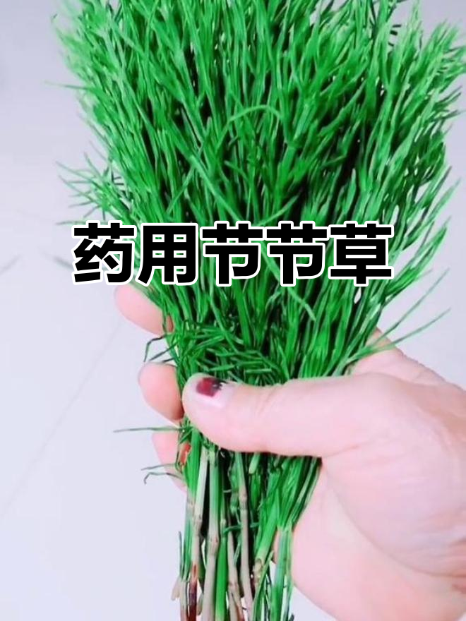 节节草:一种神奇的药用草本植物,你了解吗?