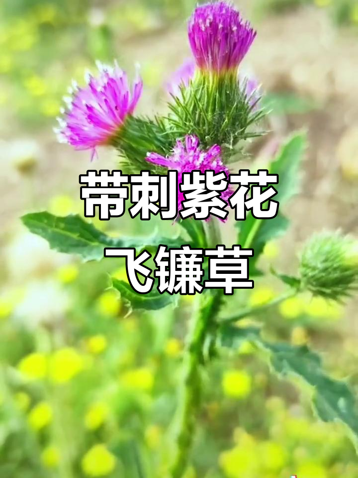 飞镰草:带刺的紫色花朵,野生植物中的“大力王”
