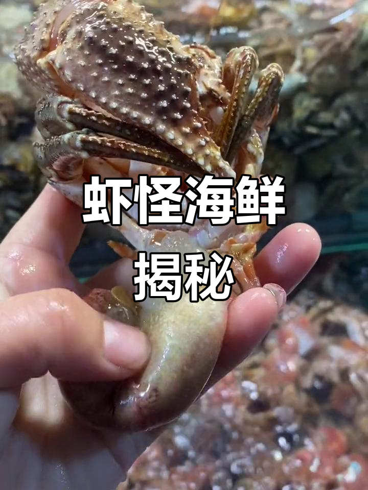 虾怪寄居蟹,肉嘟嘟的尾部竟然是这种味道!