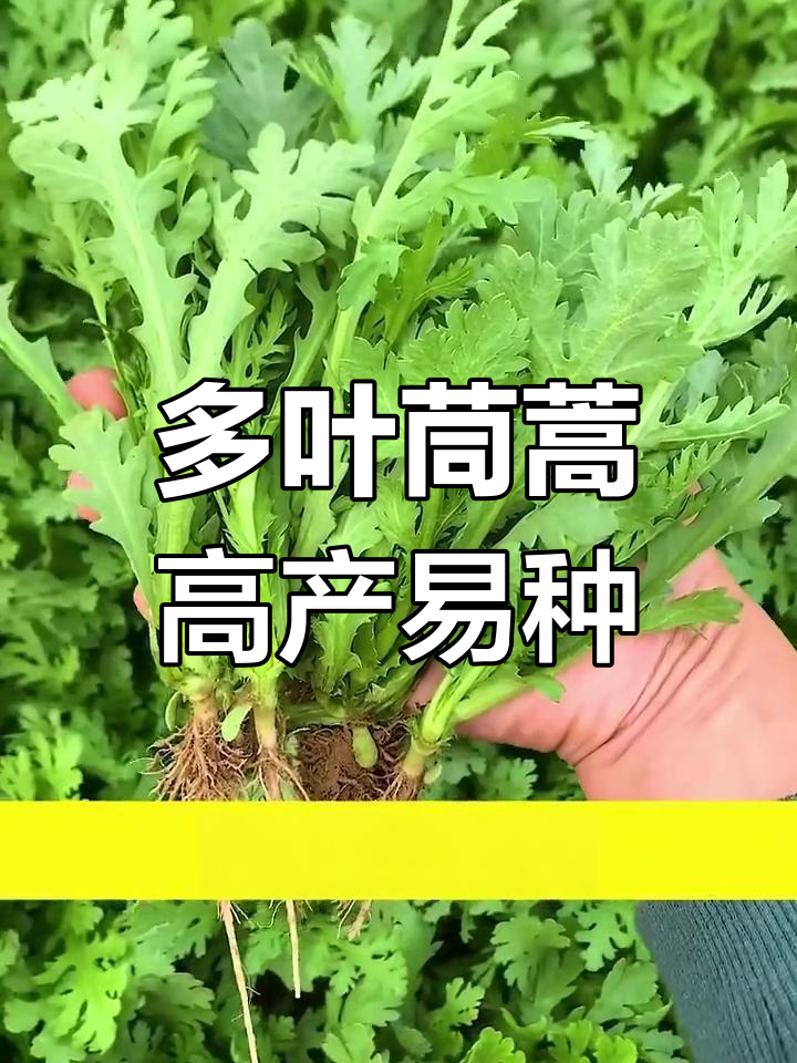 阳台种植多叶茼蒿,产量惊人又好管理