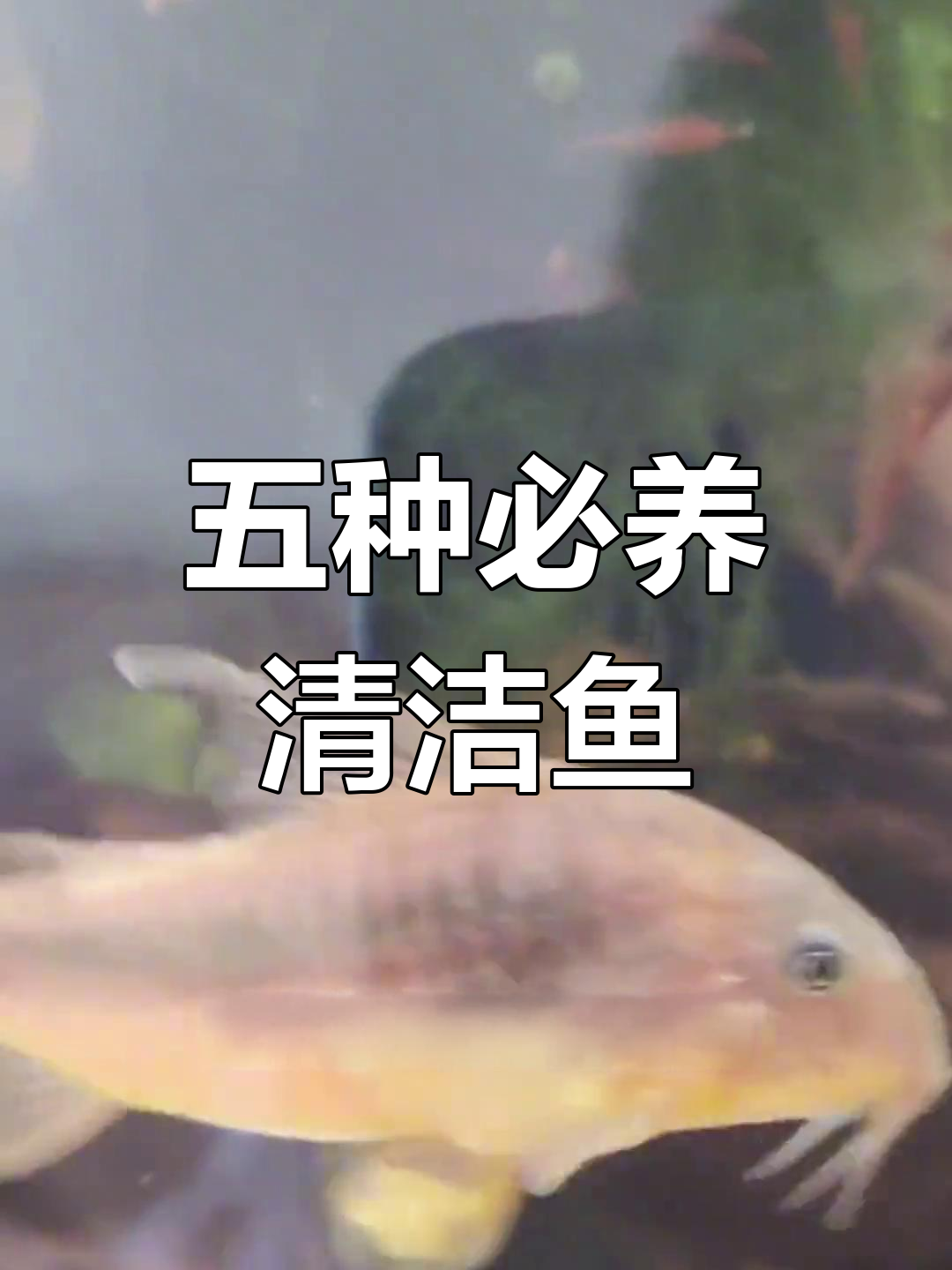鱼缸必备五大清洁鱼,轻松去除青苔和藻类