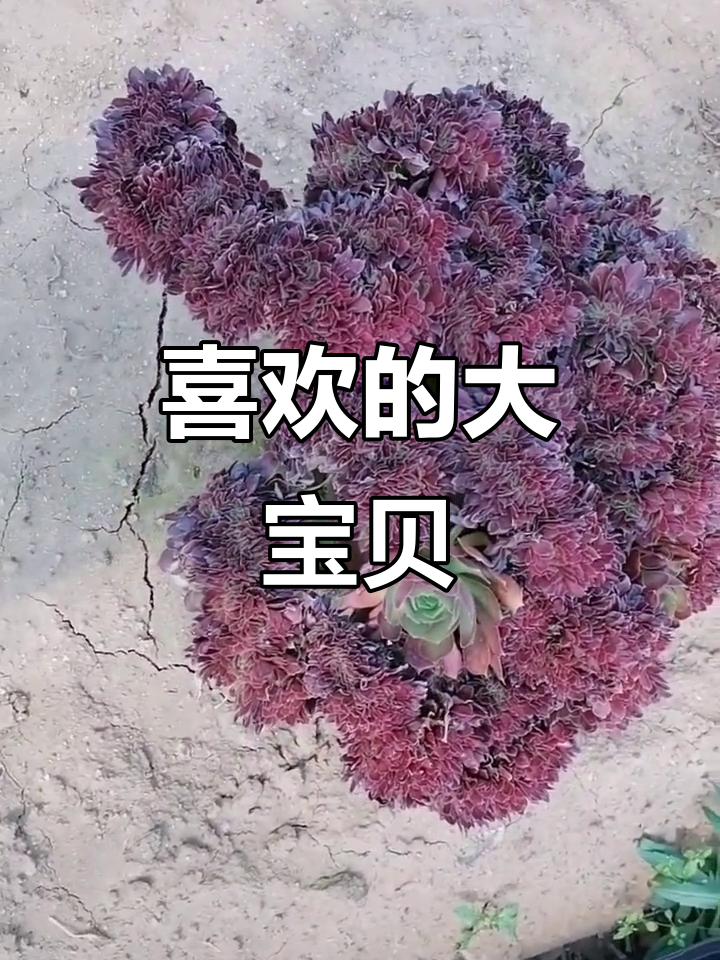 我的最爱大宝贝,法师缀化太美了!