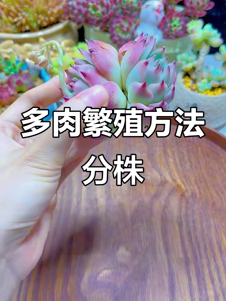 多肉分株技巧,轻松掌握砍头法