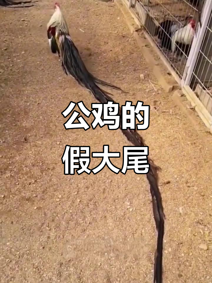 公鸡尾巴变长,竟然像凤凰一样!