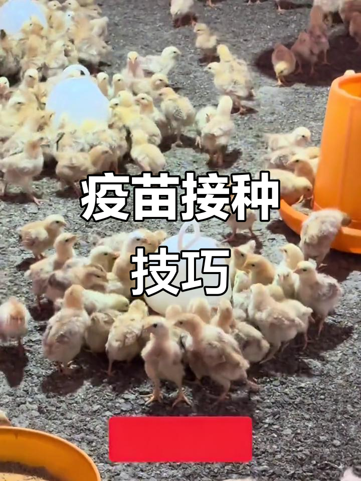 疫苗接种有窍门,控水时机要掌握,确保鸡群健康