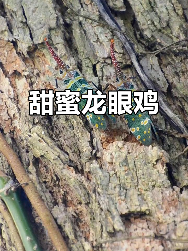 龙眼鸡:一种甜如蜂蜜的农业害虫,竟能成为美食