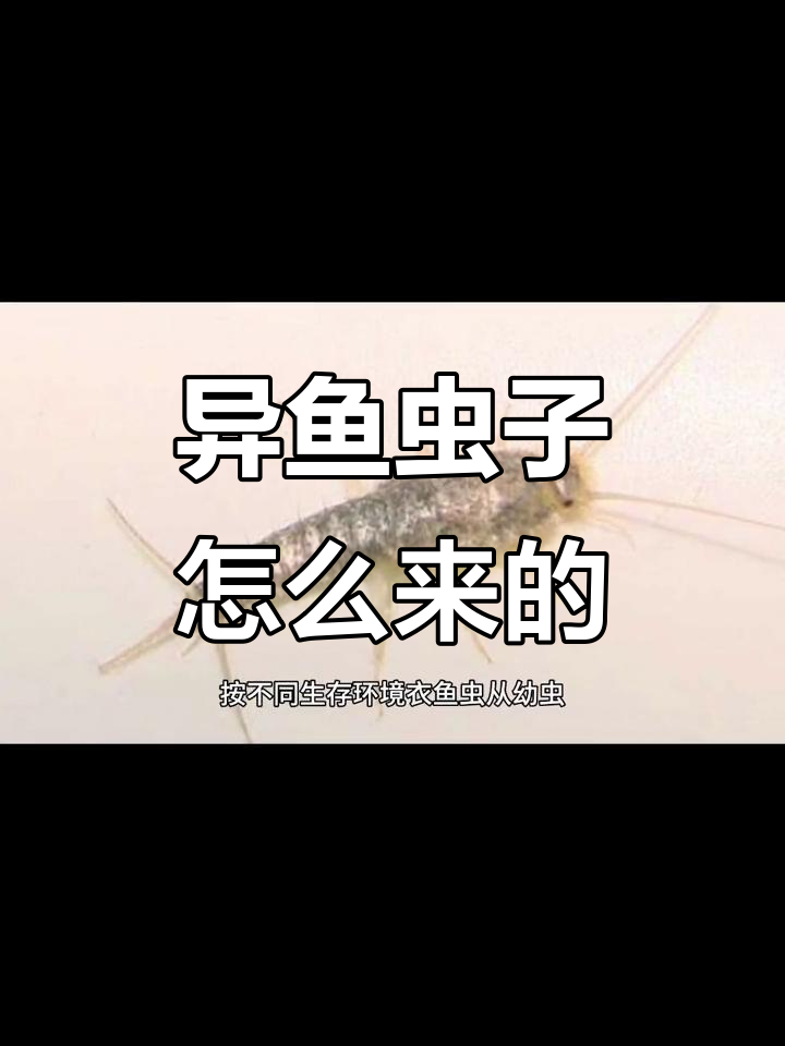 异鱼虫的滋生与危害,如何防治?