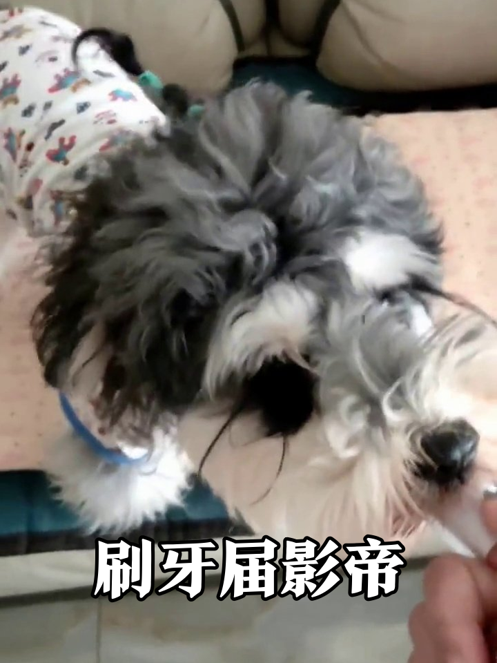 狗子刷牙秒变表情包，龇牙咧嘴太上头