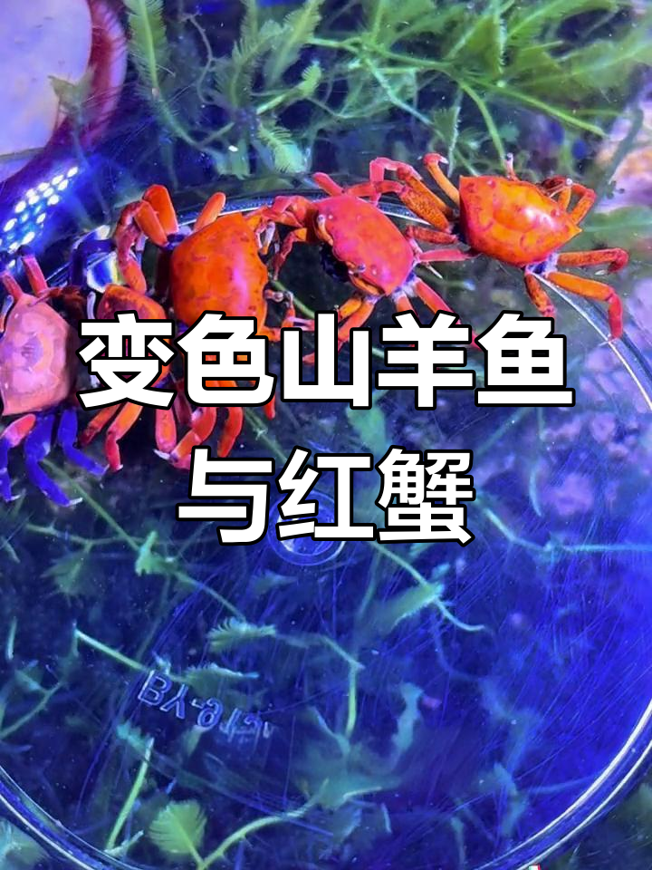 海洋生物盲盒开箱,变色山羊鱼和红色螃蟹大揭秘