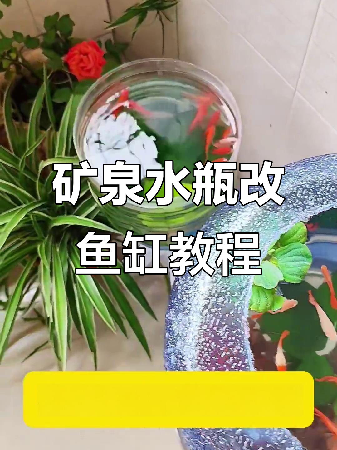 矿泉水桶变鱼缸,简单改造让排污更方便