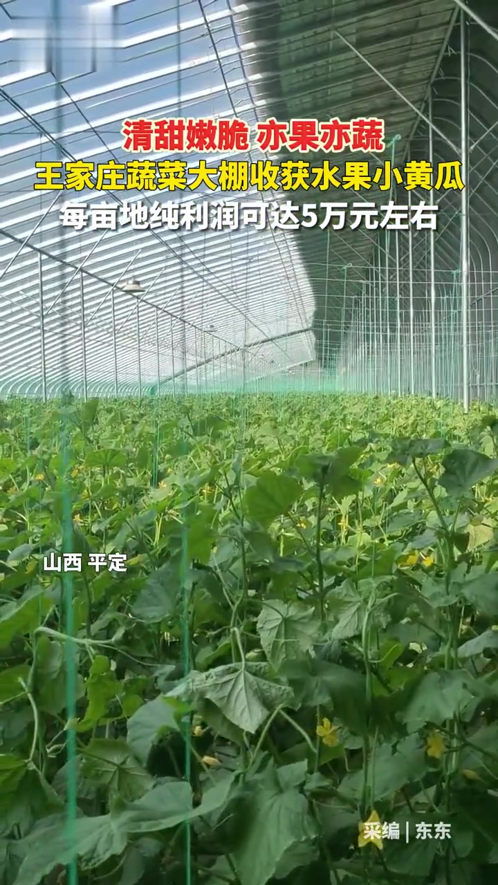 王家庄蔬菜大棚收获水果小黄瓜,每亩地纯利润可达5万元左右 黄瓜种植 三农