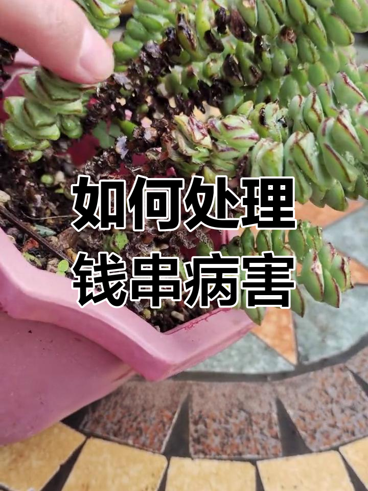钱串生病怎么办?灰霉病防治技巧大公开
