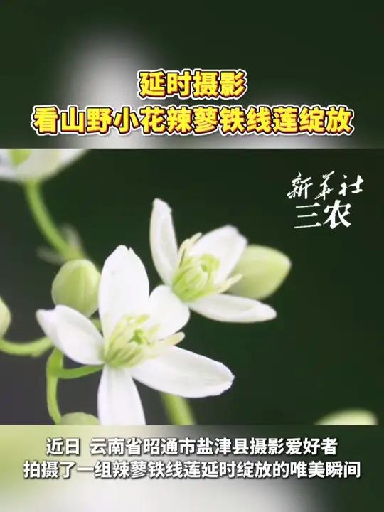 延时摄影看山野小花辣蓼铁线莲绽放。#延时摄影 #花开瞬间 #山野小花 #治愈系风景 #唯美