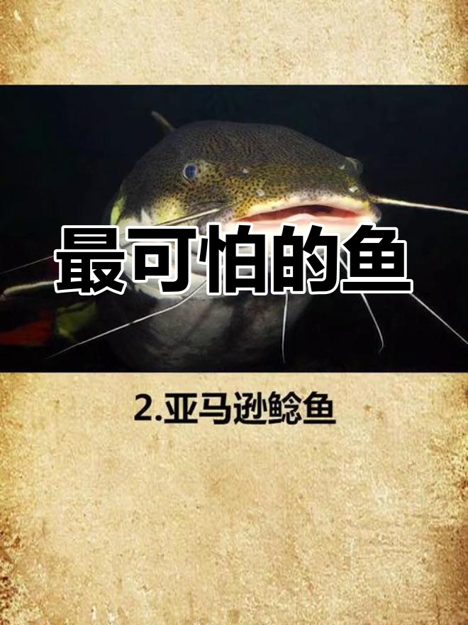 世界上最恐怖的鱼类,你敢看吗?