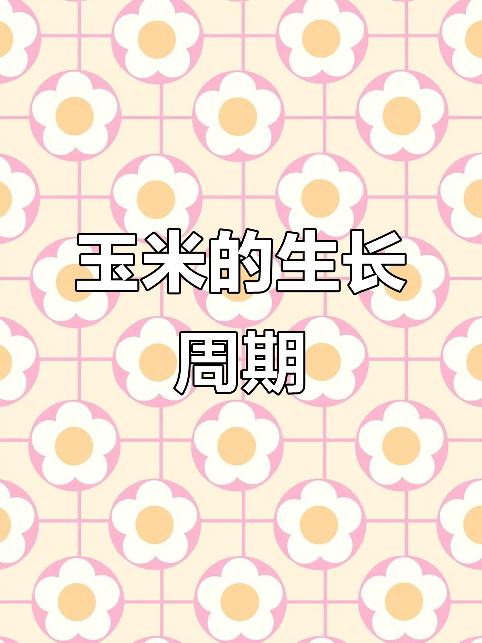 玉米从播种到收获的全程揭秘,生长过程全解析