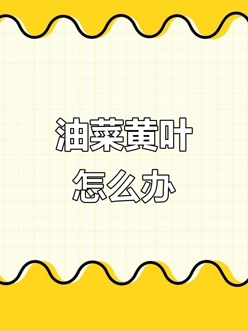 油菜叶片发黄?可能是这些原因,快来看看吧!