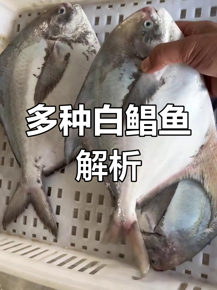 白鲳鱼种类大揭秘,斗昌与白昌的区别