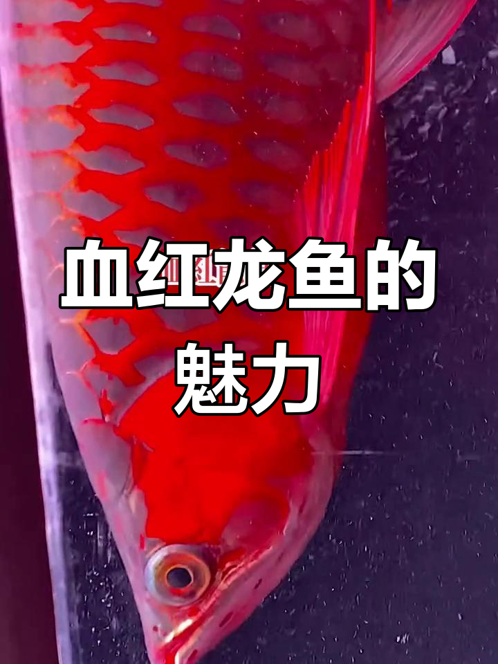 血红龙鱼:美丽与神秘的完美结合