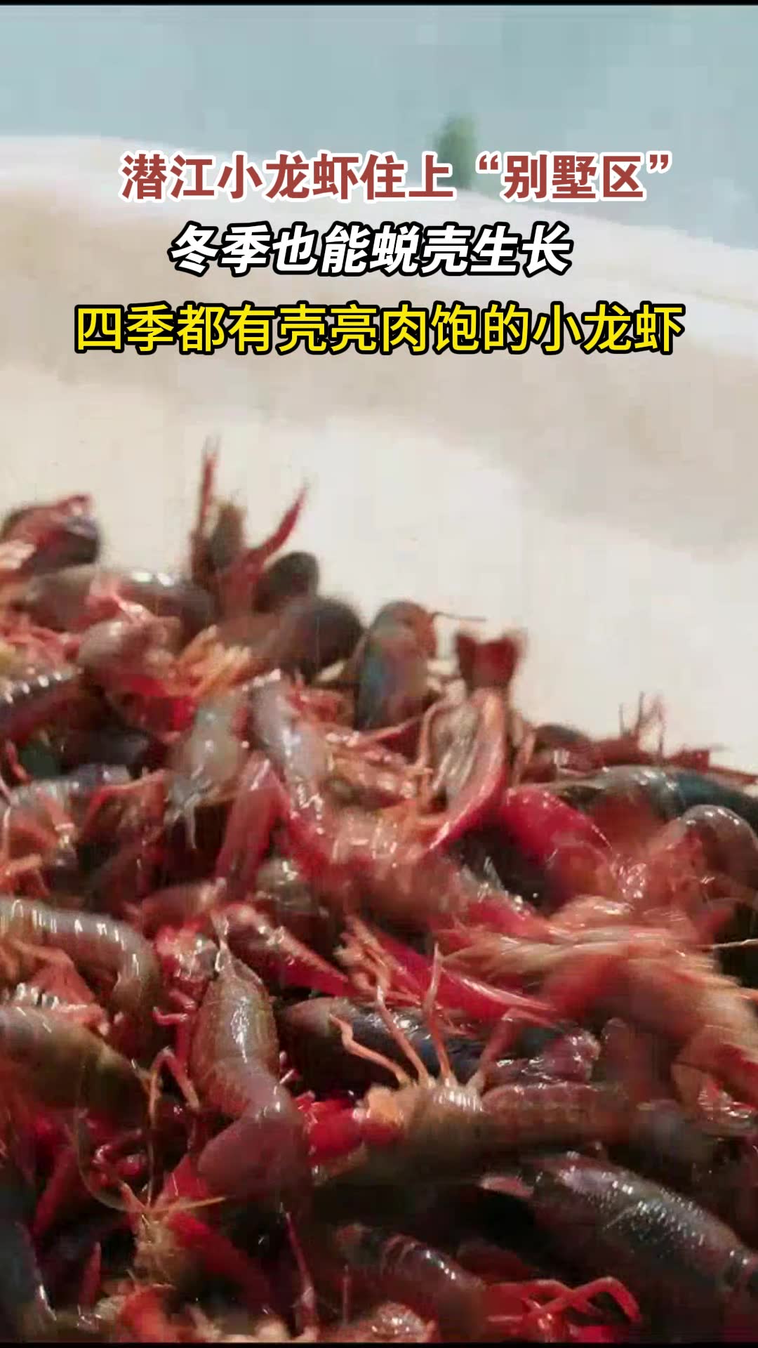 「视频」潜江小龙虾住上“别墅区”,冬季也能蜕壳生长