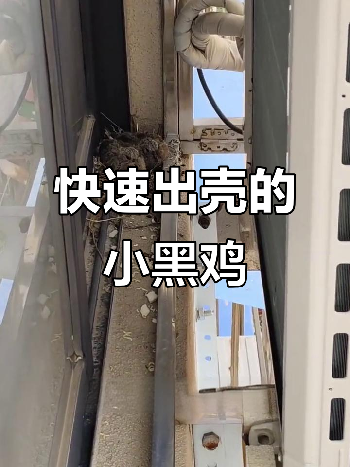 小黑鸡翻滚萌态,太可爱了!