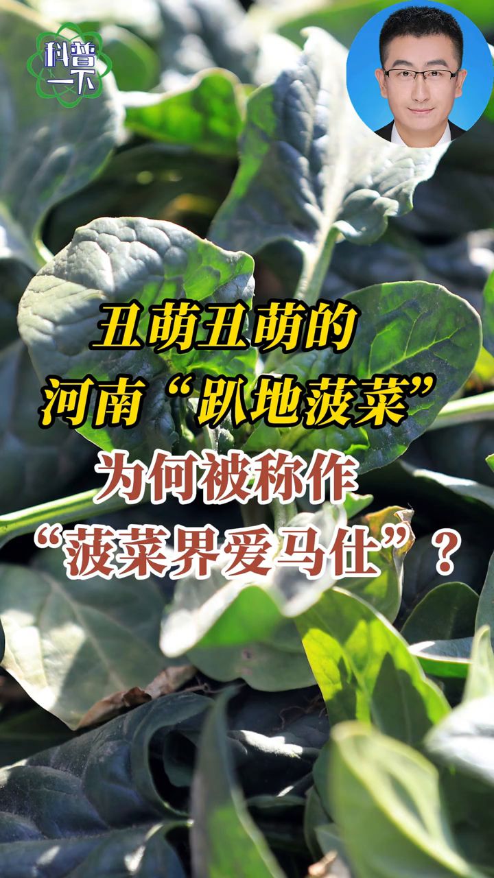最近火爆的“趴地菠菜”到底是啥品种？与普通菠菜有何不同？