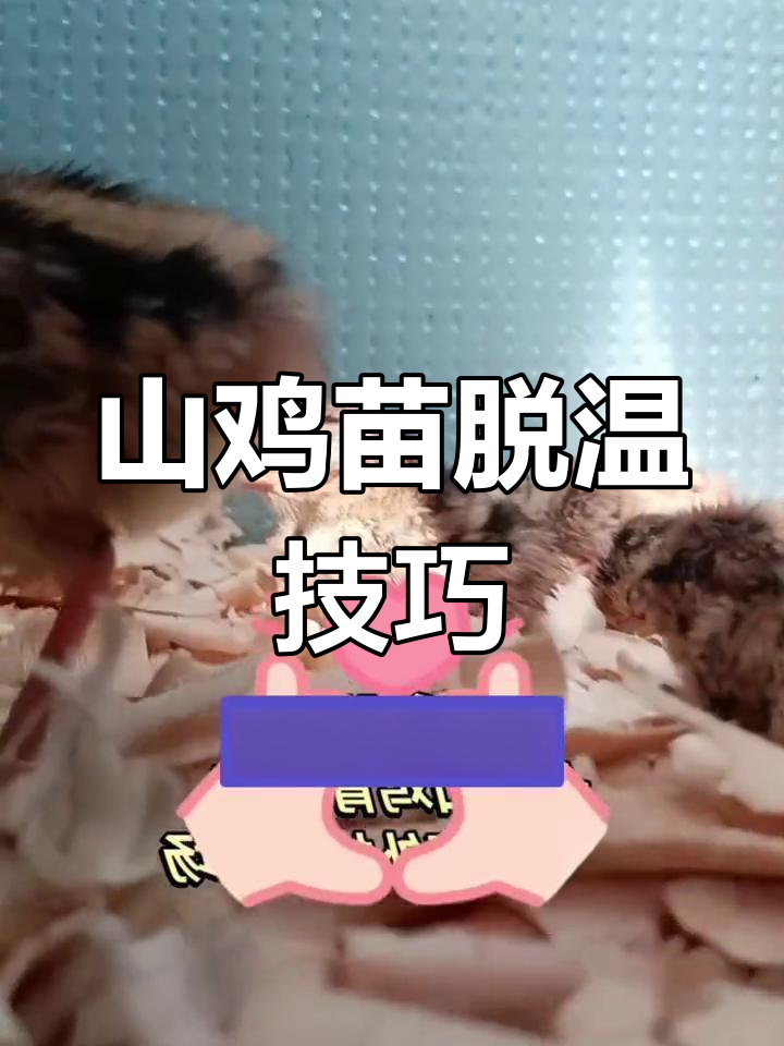 七彩山鸡出壳后如何饲养