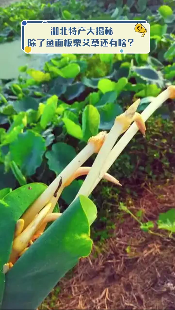 湖北特产大揭秘,除了鱼面板栗艾草还有啥?
