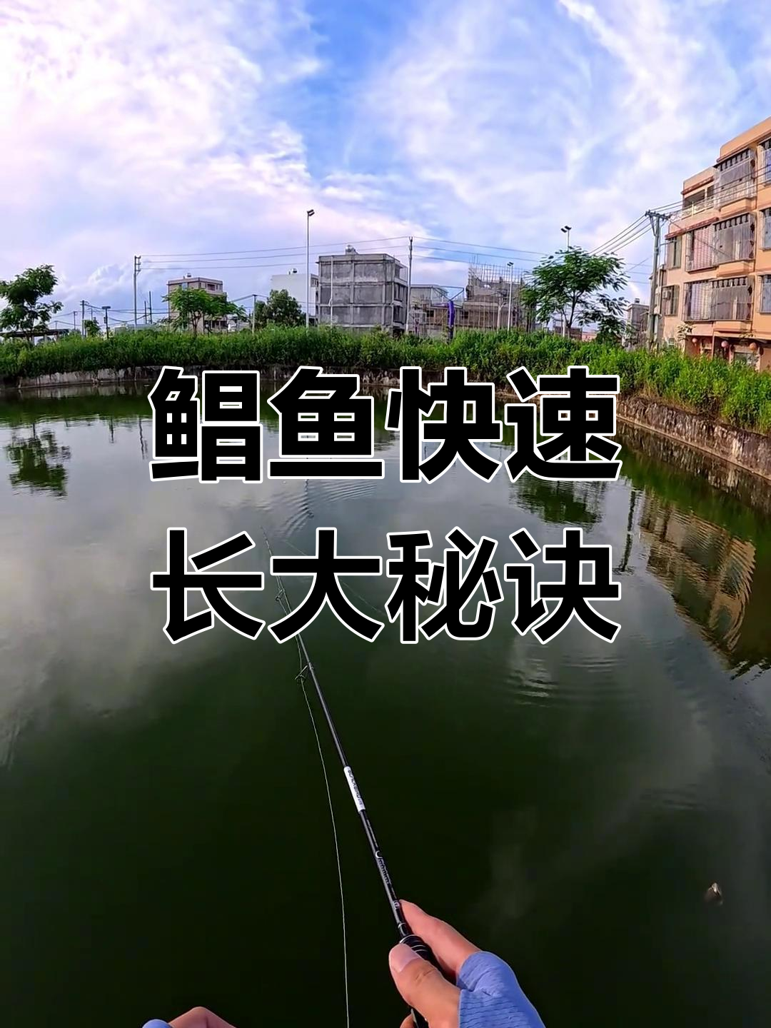 淡水鲳鱼两个月长成,钓鱼技巧大揭秘