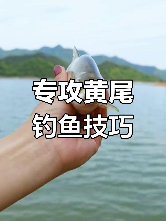 黄尾垂钓黄金季节来临,技巧全攻略