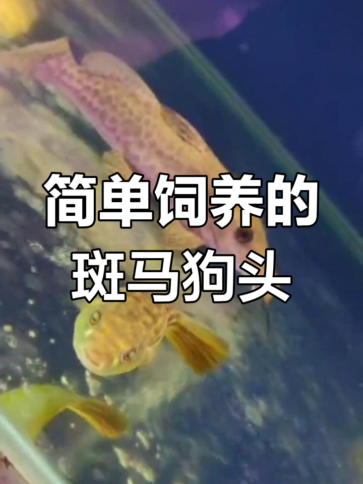 斑马狗头:呆萌肉食鱼,互动性高
