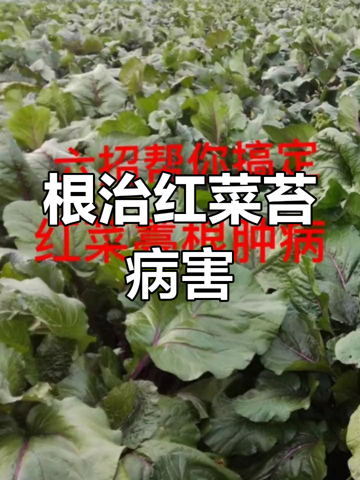 红菜苔根肿病防治全攻略