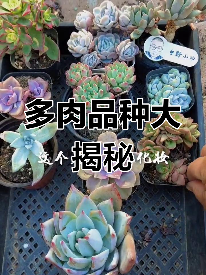 10种多肉植物,带你了解它们的美丽与魅力