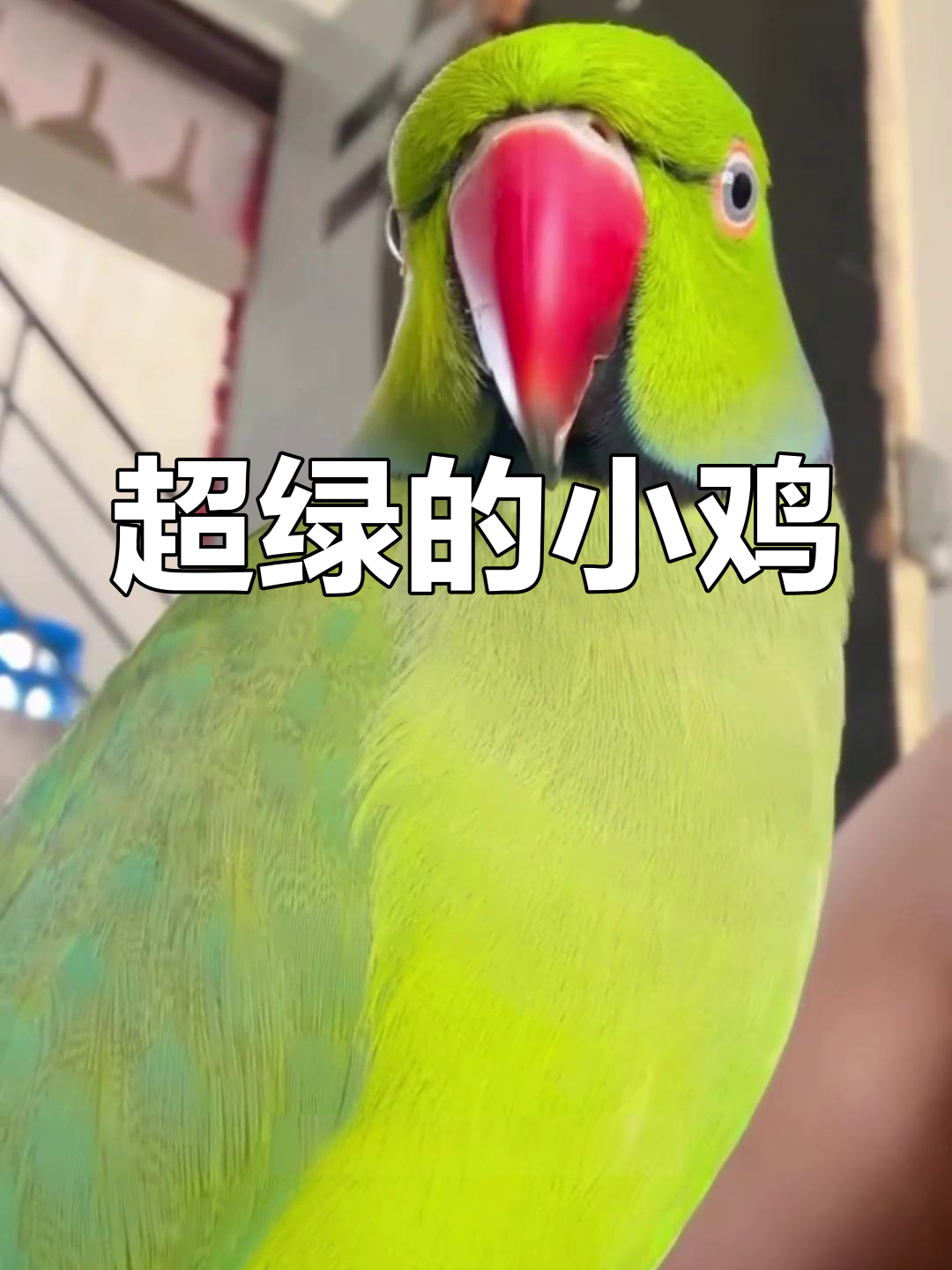 见过绿色小鸡吗?呆萌可爱,超治愈!