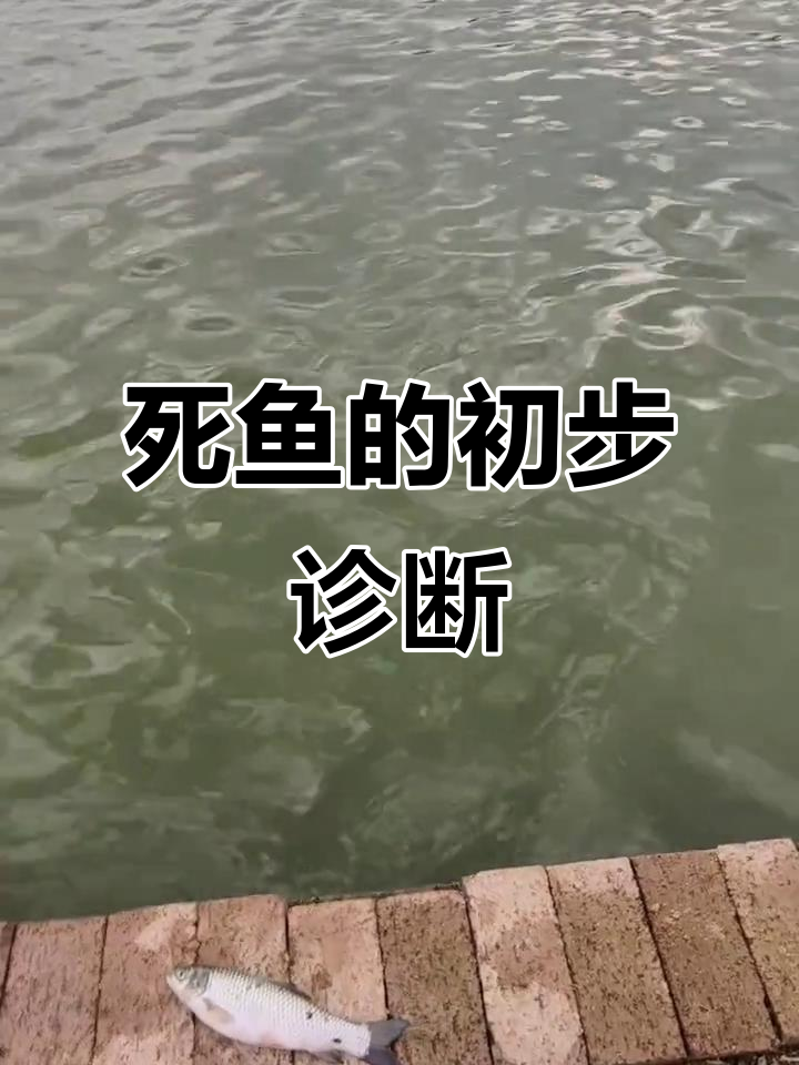 如何判断鱼病?从水质到体表症状全解析